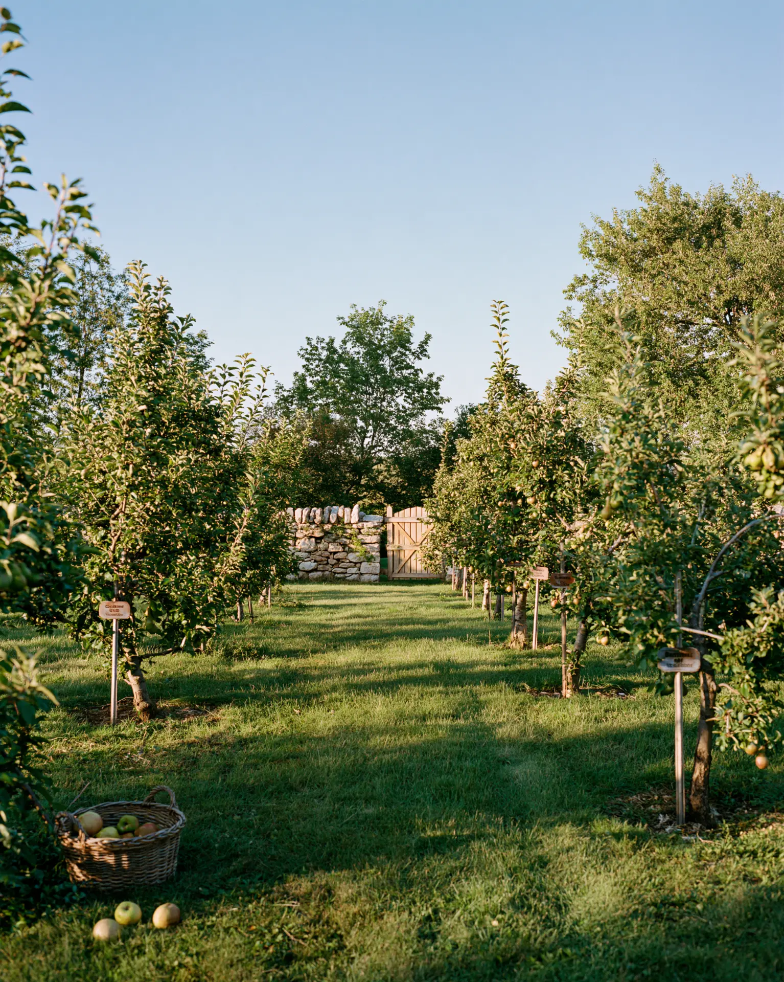 Heritage orchard planted in rows