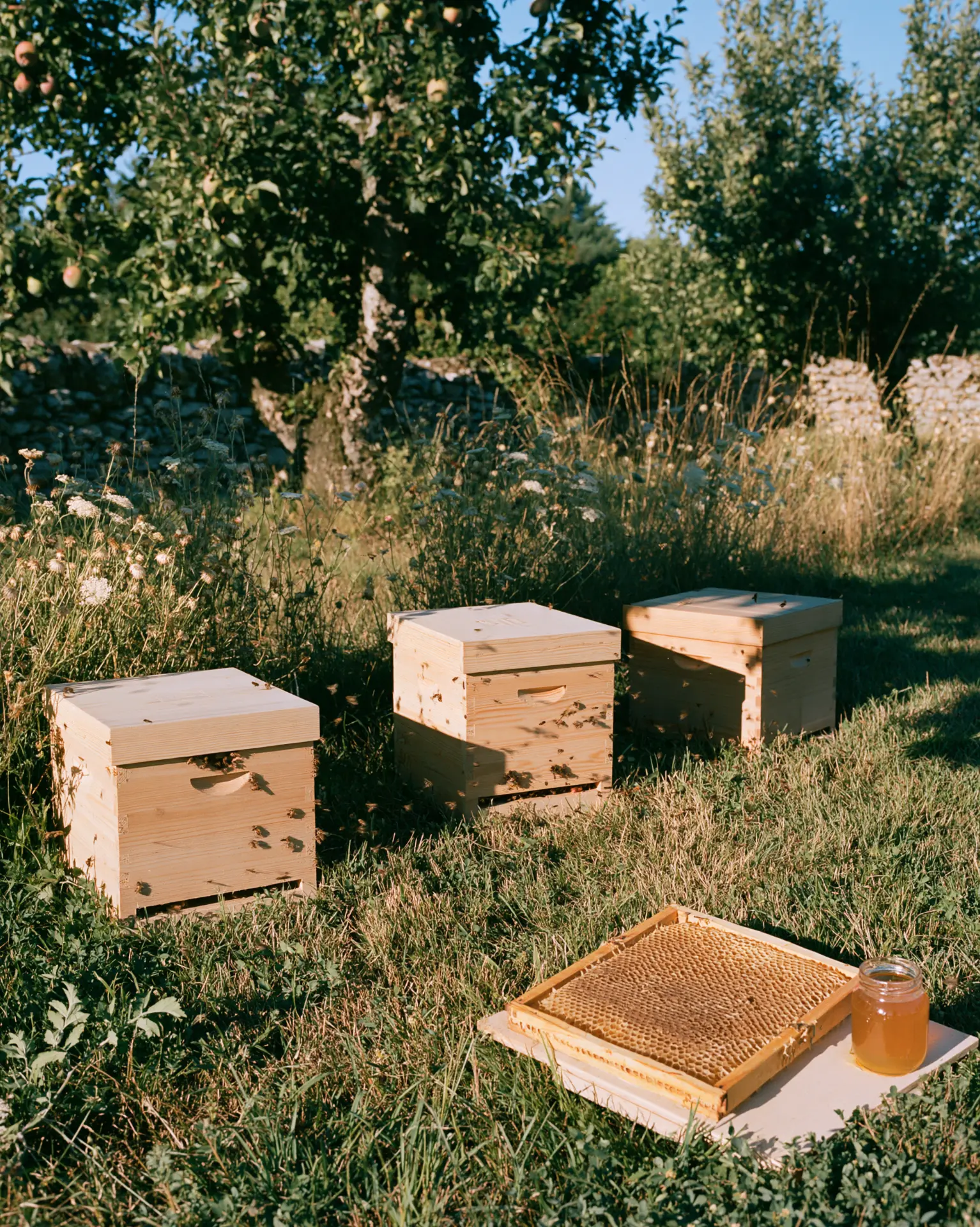 Wooden beehives at the edge of the orchard